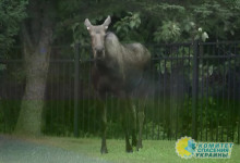 «Назойливый лось»