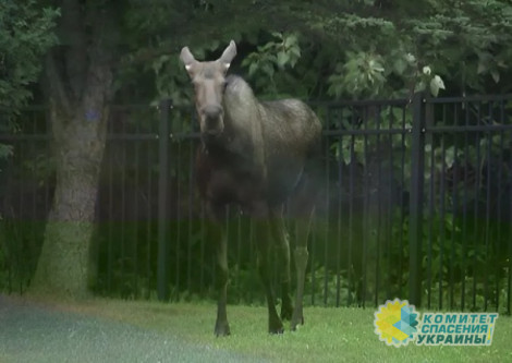 «Назойливый лось» «Назойливый лось»