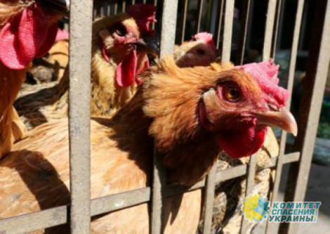 В Китае выявили первый в мире случай заражения человека птичьим гриппом
