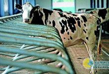 В текущем году Украине предрекают мясной и молочный кризисы