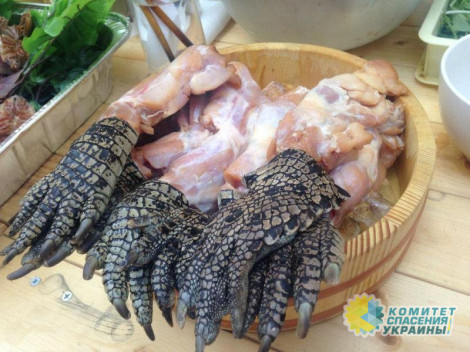 В Украине мясо крокодилов составит конкуренцию свинине