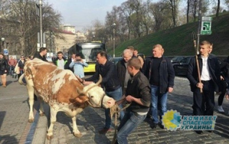 Ляшко привел коров на митинг под Кабмин