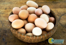 Кто виновен в подорожании куриных яиц в Украине?