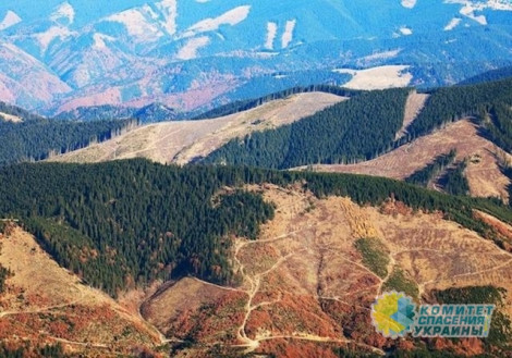 Порошенко наложил вето на закон о вырубке лесов