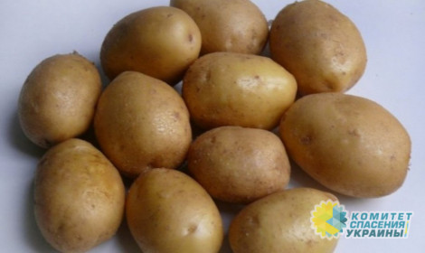 Нидерланды продали Украине картофель, предназначенный для утилизации