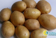 Нидерланды продали Украине картофель, предназначенный для утилизации
