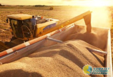 Стало известно, что в 2023 году будут сеять на Украине вместо зерновых