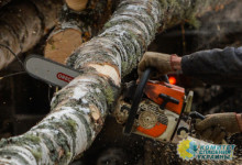 Правительство Украины ввело запрет на экспорт топливной древесины