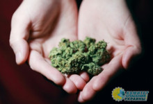 Комитет Рады поддержал легализацию марихуаны в Украине