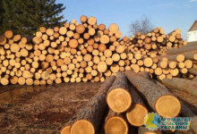 Министерство экономики Украины инициирует отмену моратория на экспорт леса-кругляка
