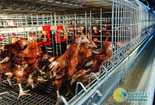 Стало известно, на сколько в Украине подорожает курятина