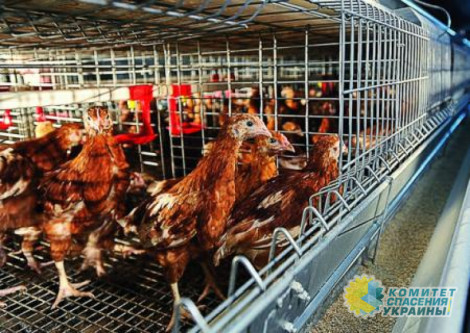 Стало известно, на сколько в Украине подорожает курятина