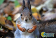 В Черновцах ввели карантин на нескольких улицах и в парке