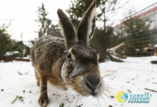 Маразм крепчал: на Украине запретили называть серого зайца «русаком»