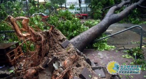 Во время урагана во Львове погибли два человека