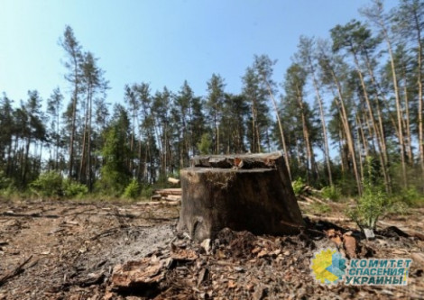 Депутаты проголосовали за вырубку лесов