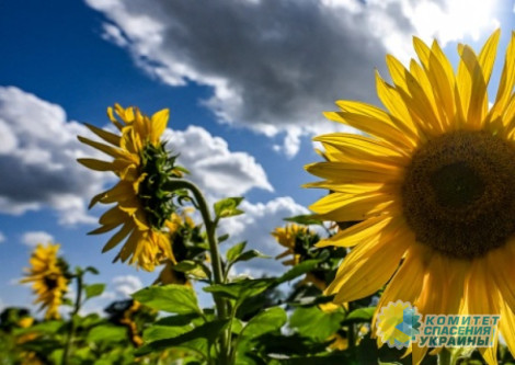 Даже дети помогают уклонистам на Украине пересекать границу Даже дети помогают уклонистам на Украине пересекать границу