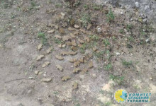 Террористы Зеленского вновь разбросали мины «Лепесток» по Донецку и Макеевке