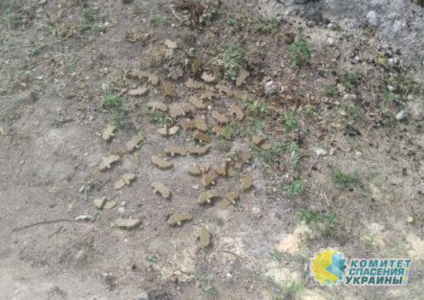 Террористы Зеленского вновь разбросали мины «Лепесток» по Донецку и Макеевке