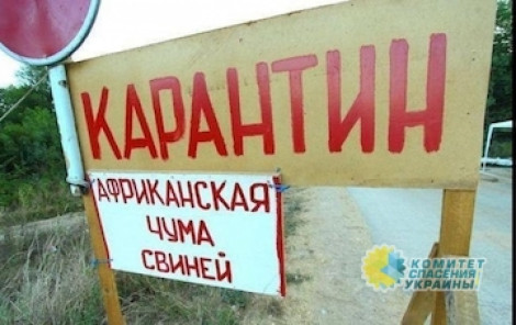 Экспорт украинской свинины под угрозой – в стране «гуляет» вирус африканской чумы свиней