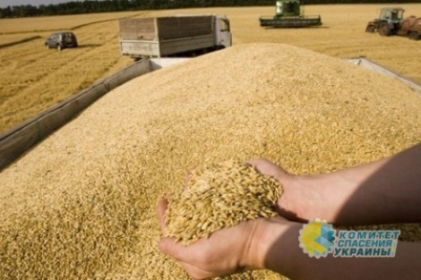 Чудеса приоритетов Порошенко: Рекордные урожаи зерновых приведут к подорожанию хлеба