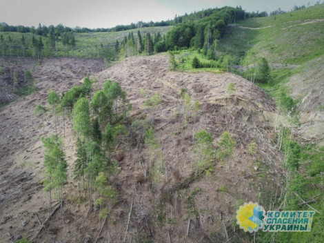 После «перемоги» на Закарпатье масштабно уничтожают деревья