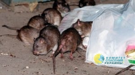 В колыбели Майдана бегают огромные крысы