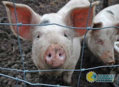 Беларусь запретила импорт украинской свинины из 4 областей Украины