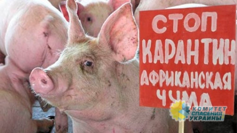 В Украине зарегистрирована 77-я вспышка чумы свиней