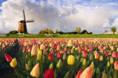 Нидерланды намерены изменить соглашение по ассоциации с Украиной