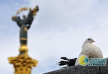 Владимир Олейник: Украине нужен мир и порядок