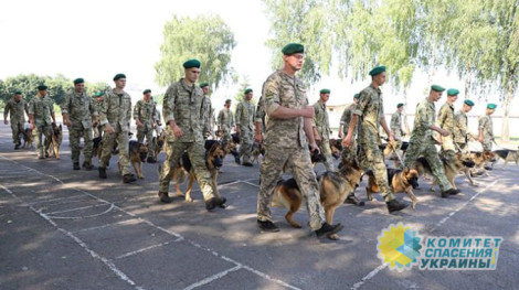 В параде к 30-летию Независимости Украины впервые примут участие собаки — ищейки наркотиков